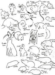 Central European mammals 1