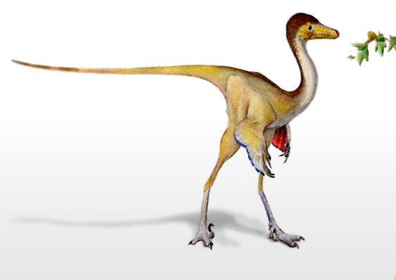 Sinusonasus magnodens