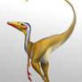 Sinornithoides youngi