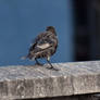 Sturnus vulgaris