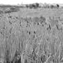 marsh thistles