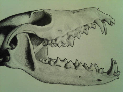 Fox Skull