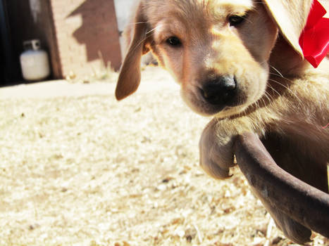 Lab Puppies