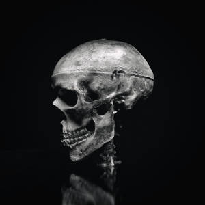 3D Scan SKULL