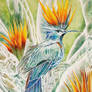 Bird of Paradise