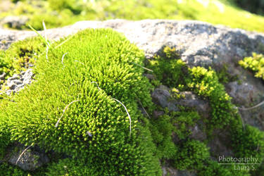 Some moss