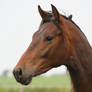 Florijn horse stock headshot2