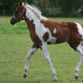 Paint horse stock foal