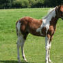 Paint horse foal stock