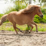 Shetland pony galop stock