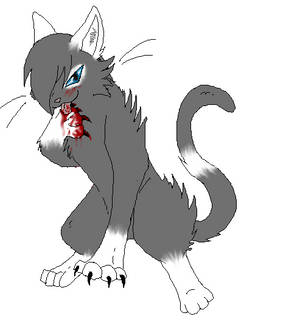 Storm - Warrior Cats OC