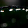 Water Droplets