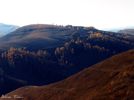 Brown Trees