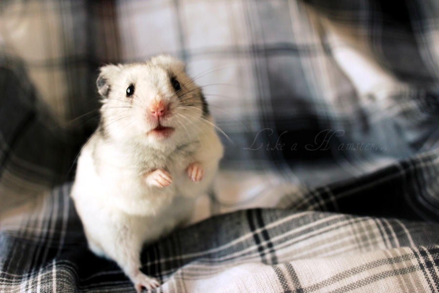 Hamster?!