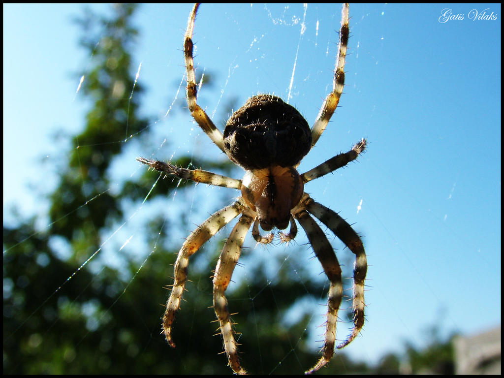 Spider