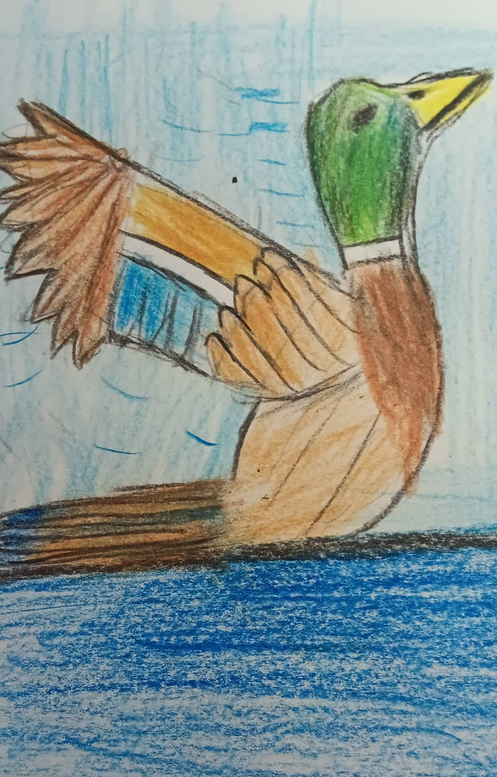 Mallard Duck by RondamGorman on DeviantArt