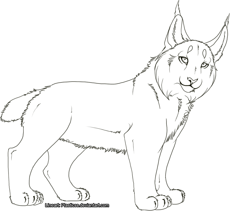 Lynx Lineart By Plasticss On DeviantArt