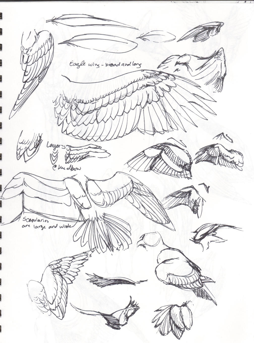 Wing Study 001