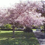 The pink tree