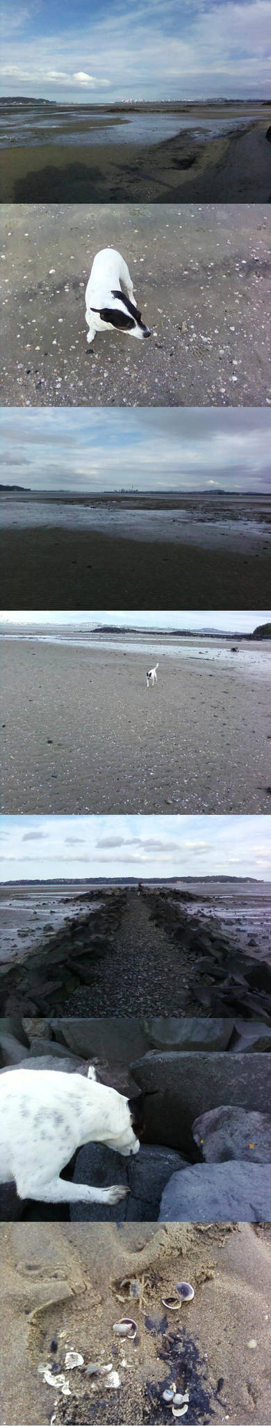 The dog and the beach