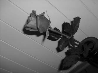 Black n White rose