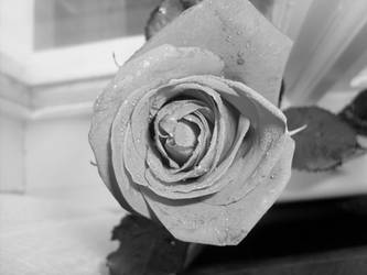 gray rose