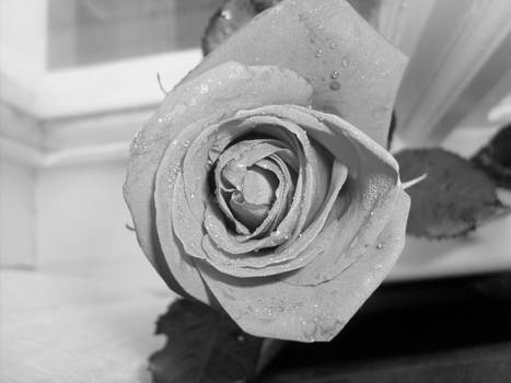 gray rose