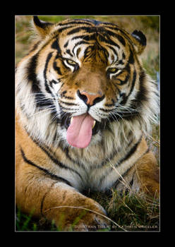 Sumatran Tiger