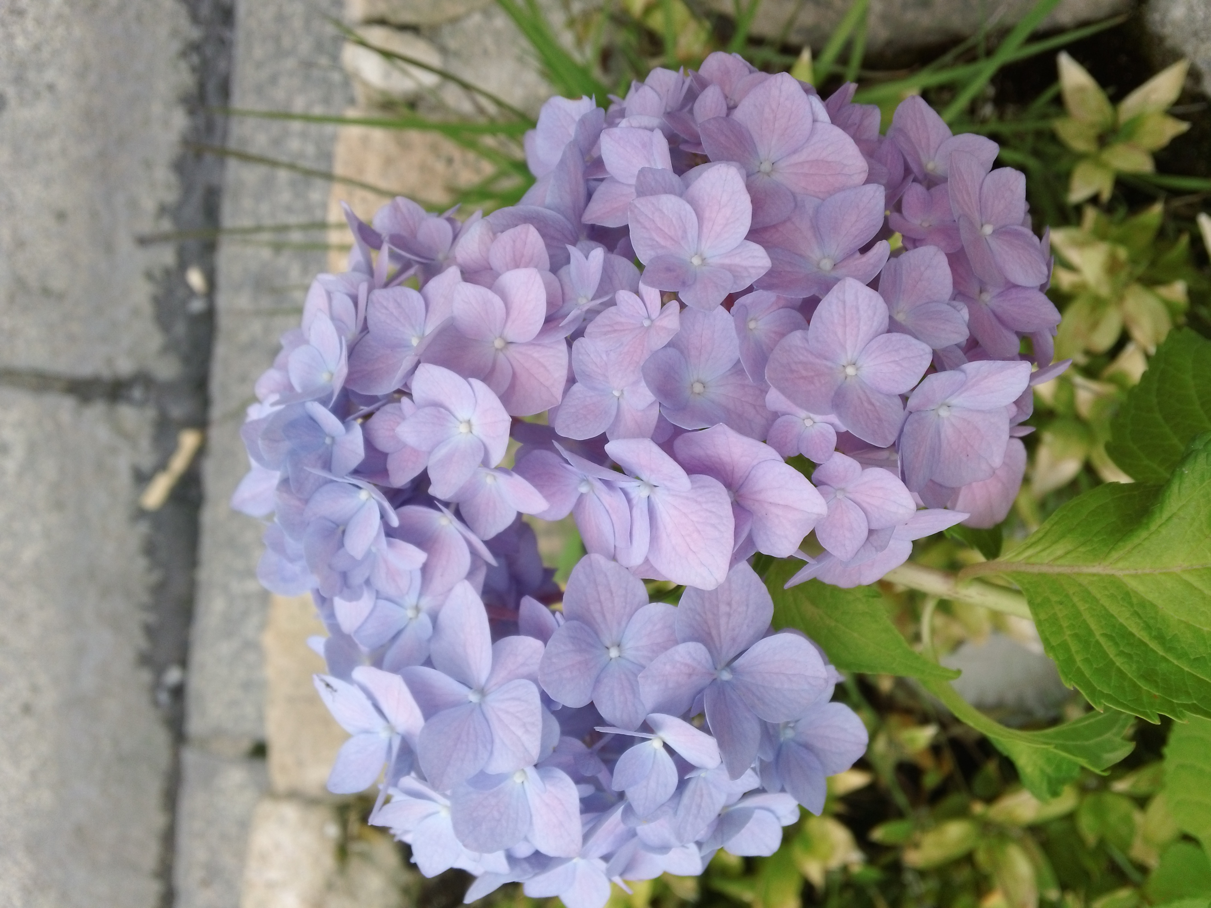 Hydrangeas