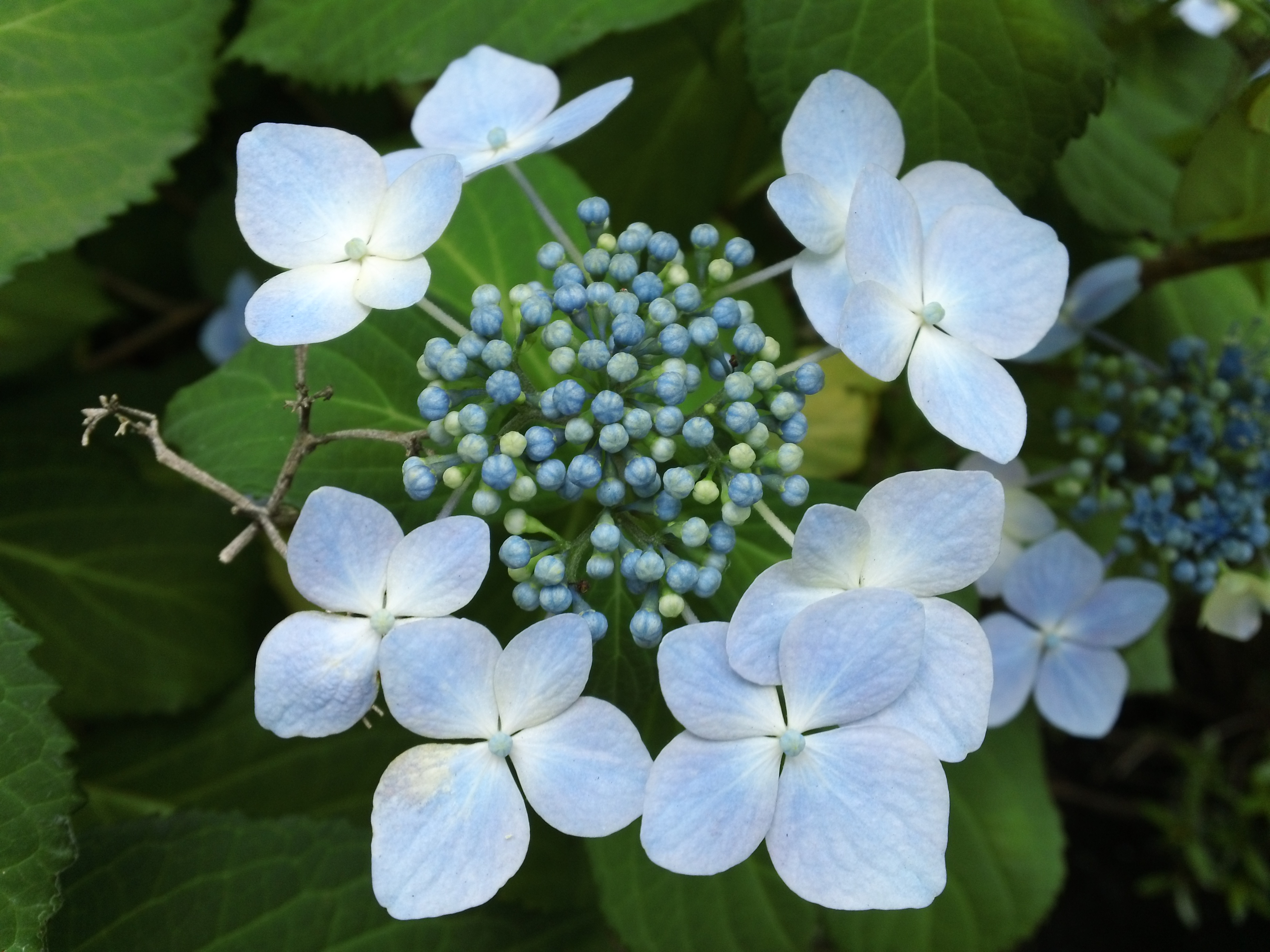 Pale Hydrangeas