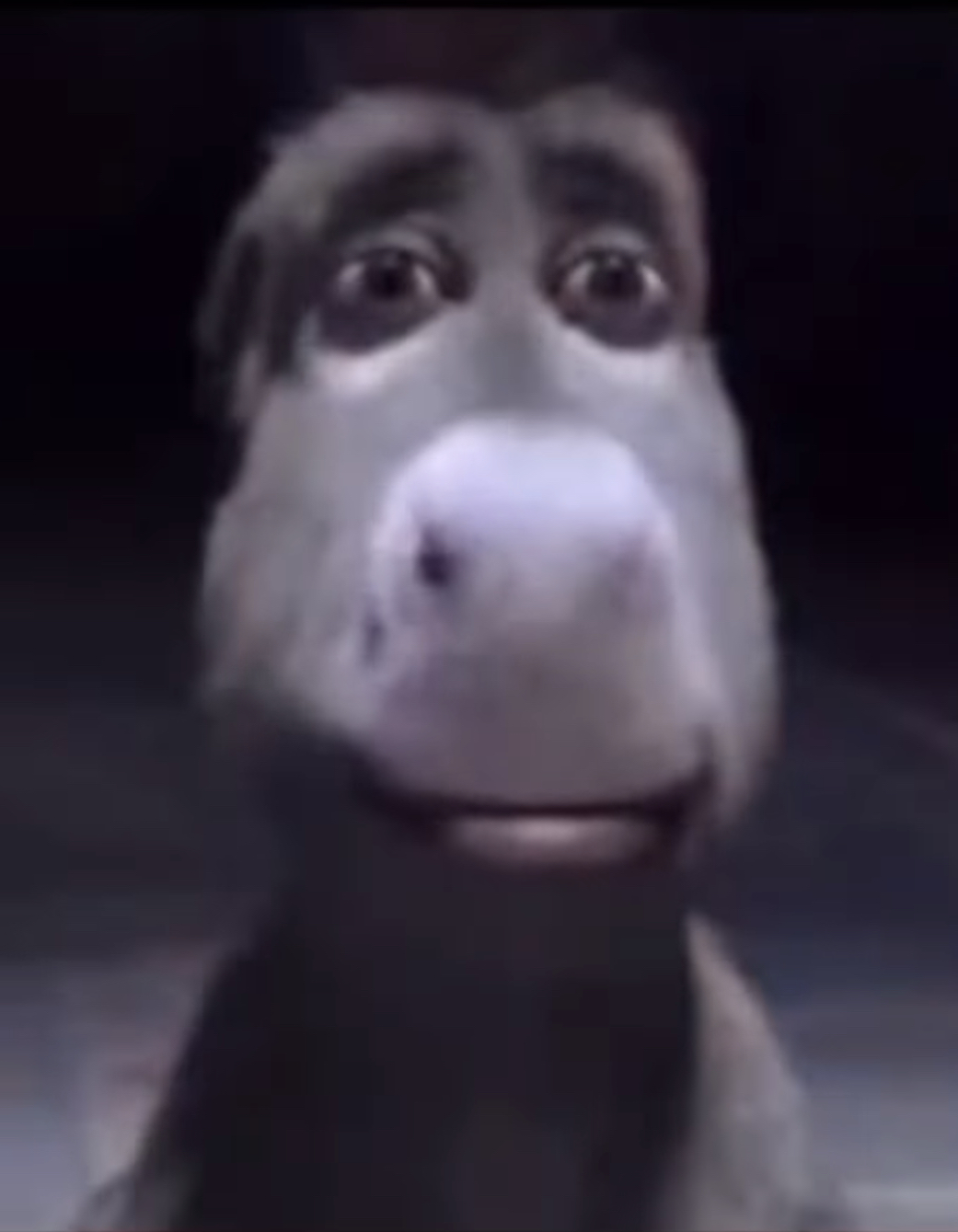 Donkey lightskin stare by Clankerer on DeviantArt