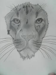 Unfinshed Lion