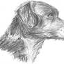 just a sketch of my dog