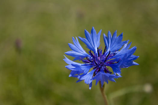 Cornflower