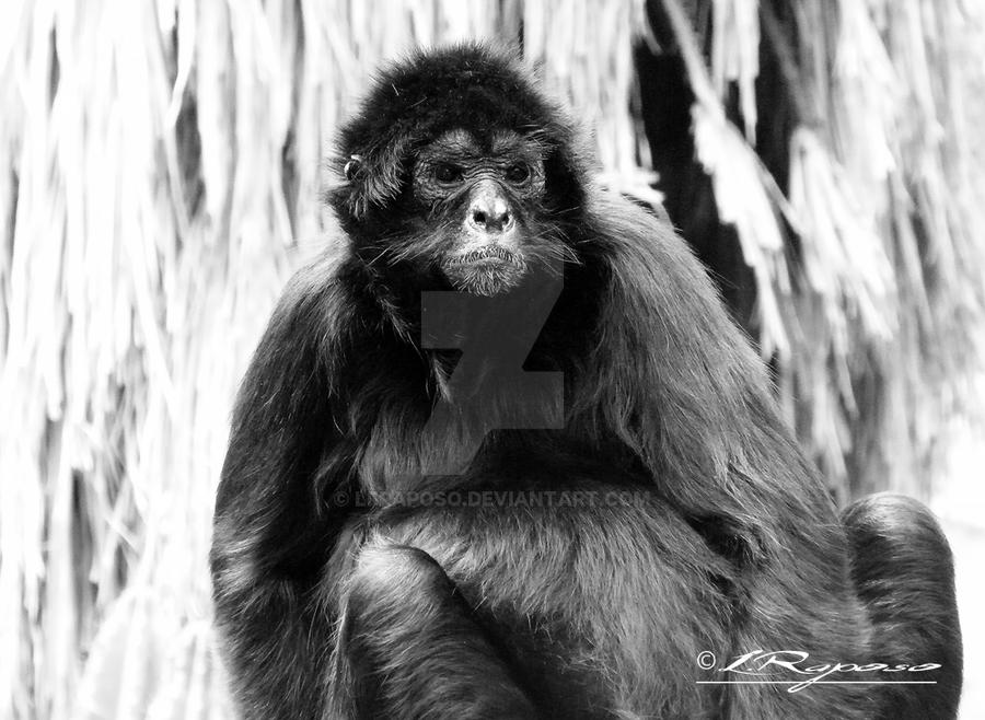 GrumpyMonkey by LFRaposo on DeviantArt