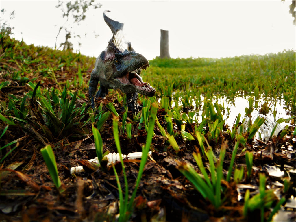 Acro by zoome3 on DeviantArt