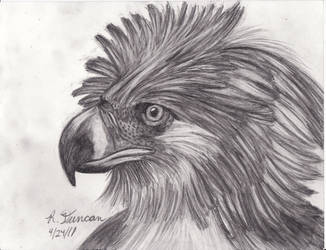 philippine eagle