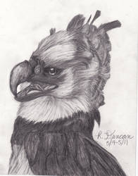 Harpy Eagle 2