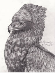 Eagle