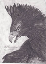 Black Hawk Eagle