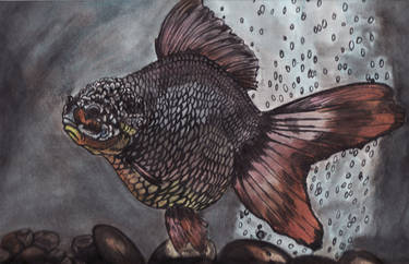 OrandaFish Ink and Water Color