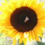 Sunflower. II