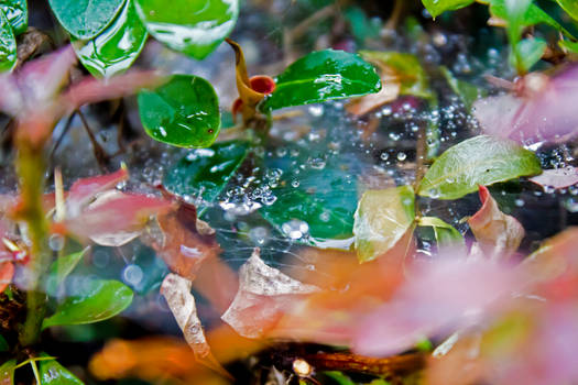 Wet Spider Web