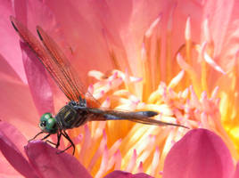 Green eyed dragonfly