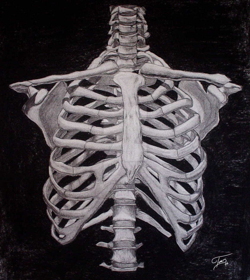 Поверхность скелета. Скелет грудной клетки Грудина. Скелет человека грудная клетка ребра. Грудная клетка с ребрами и грудиной. Анатомия ребер грудной клетки.