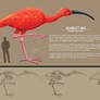 Scarlet Ibis (Comp)