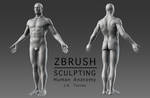 ZBrush Character Sculpting and Human Anatomy by EtherealProject