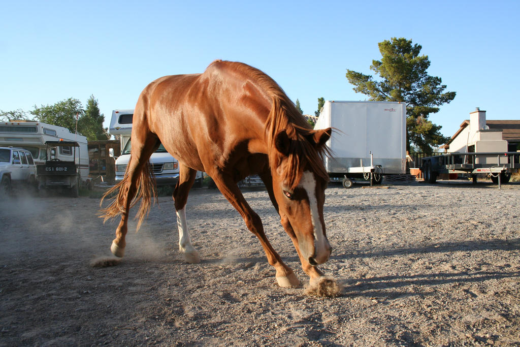Horse 112 by Mustang4-Stock