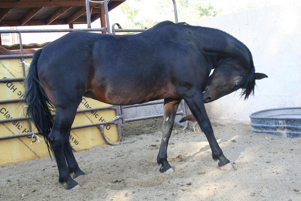 Horse 126