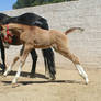 Foal 2